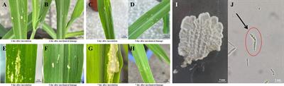 Adaptation of Ustilago maydis to phenolic and alkaloid responsive metabolites in maize B73